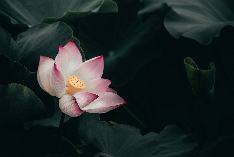 Lotus