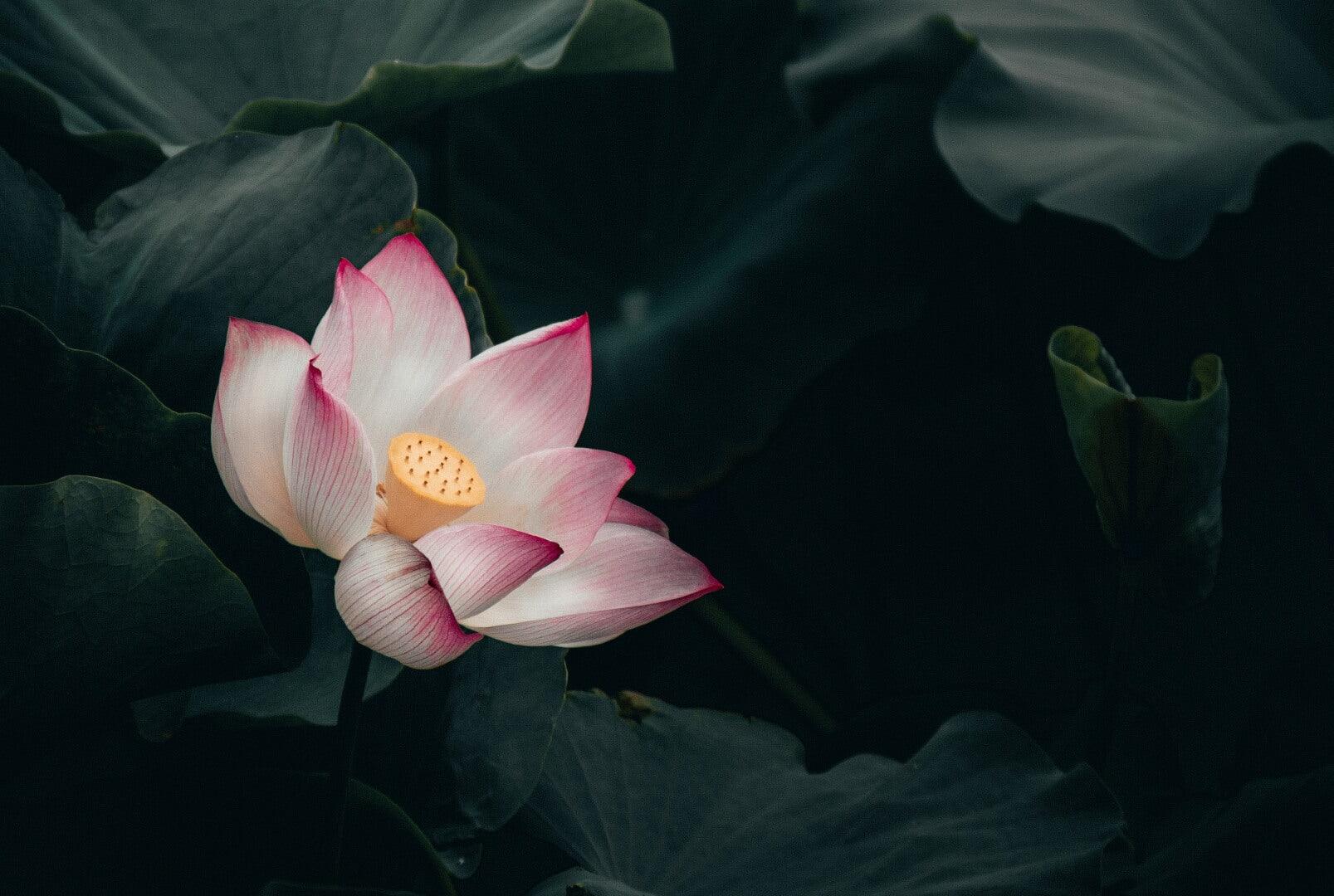 Lotus