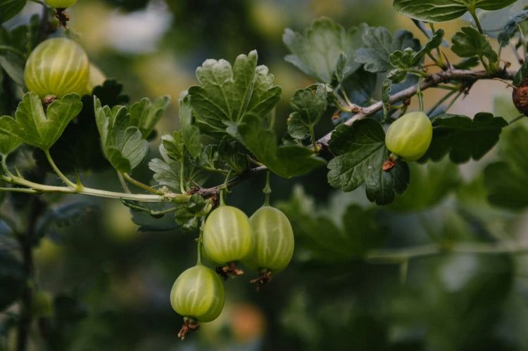 Indian gooseberry