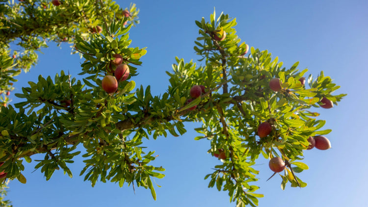 Argan