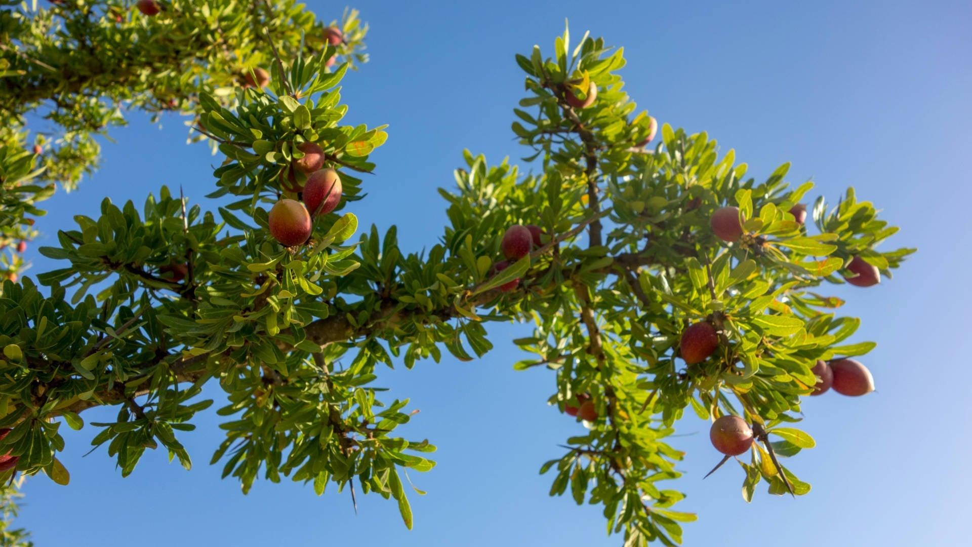 Argan