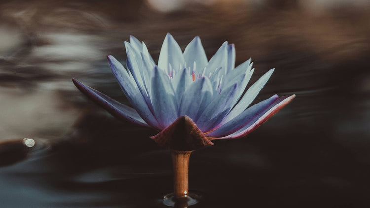 Blue Lotus
