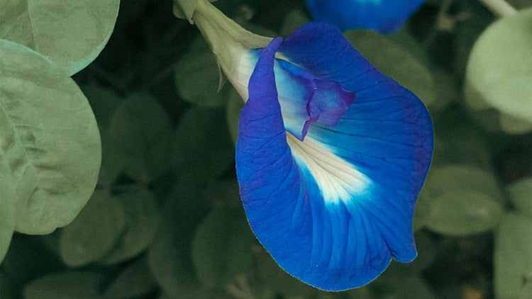 Blue Pea