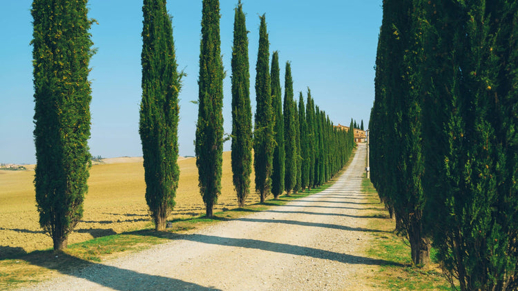 Cypress