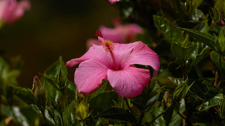 Hibiscus