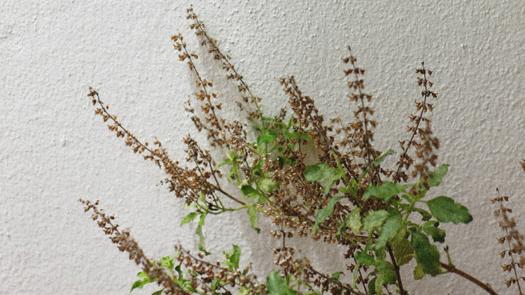 Holy Basil (Tulsi)