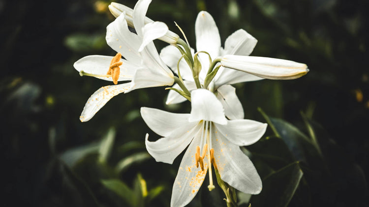 Lily