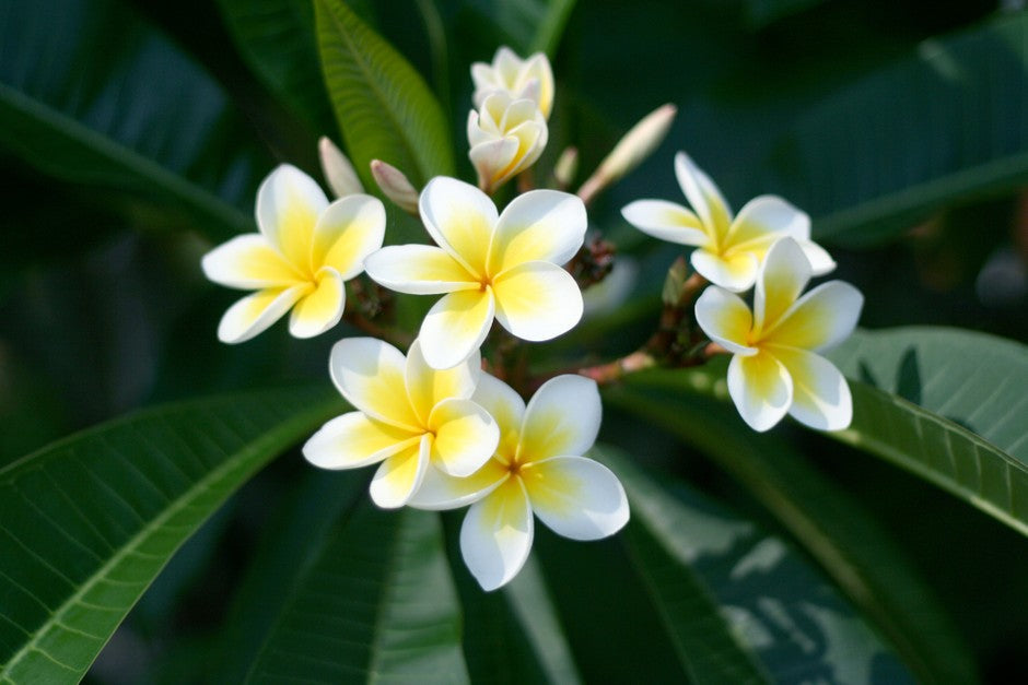 A close-up photo of a yellow and white nag champa flower with long, slender petals.