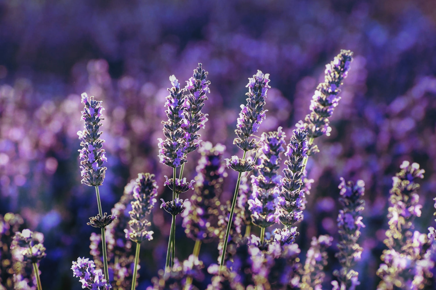 A close-up photo of purple lavender flowers in full bloom in a purple background