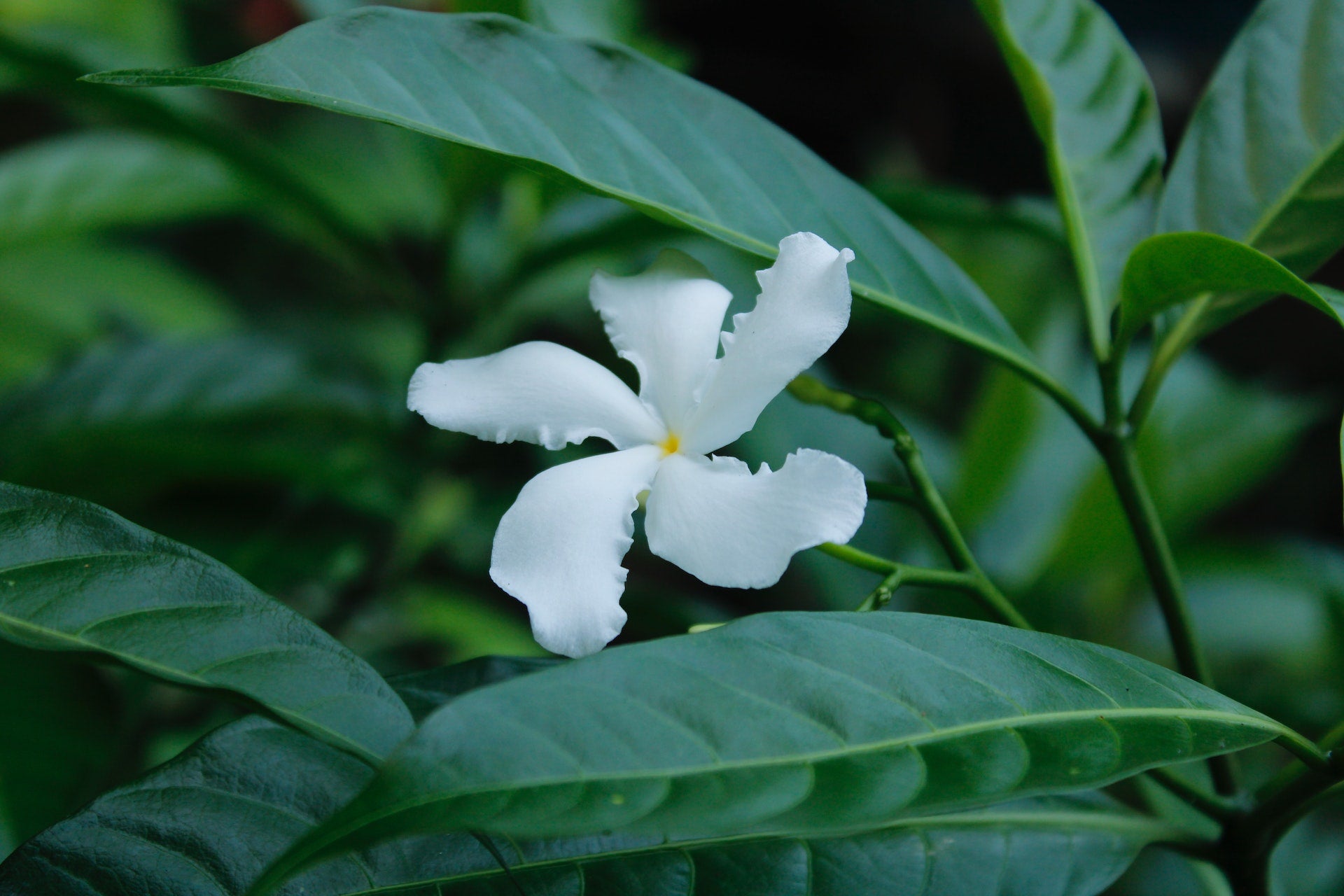 A close-up photo of a white jasmine flower with delicate petals and a yellow centre.