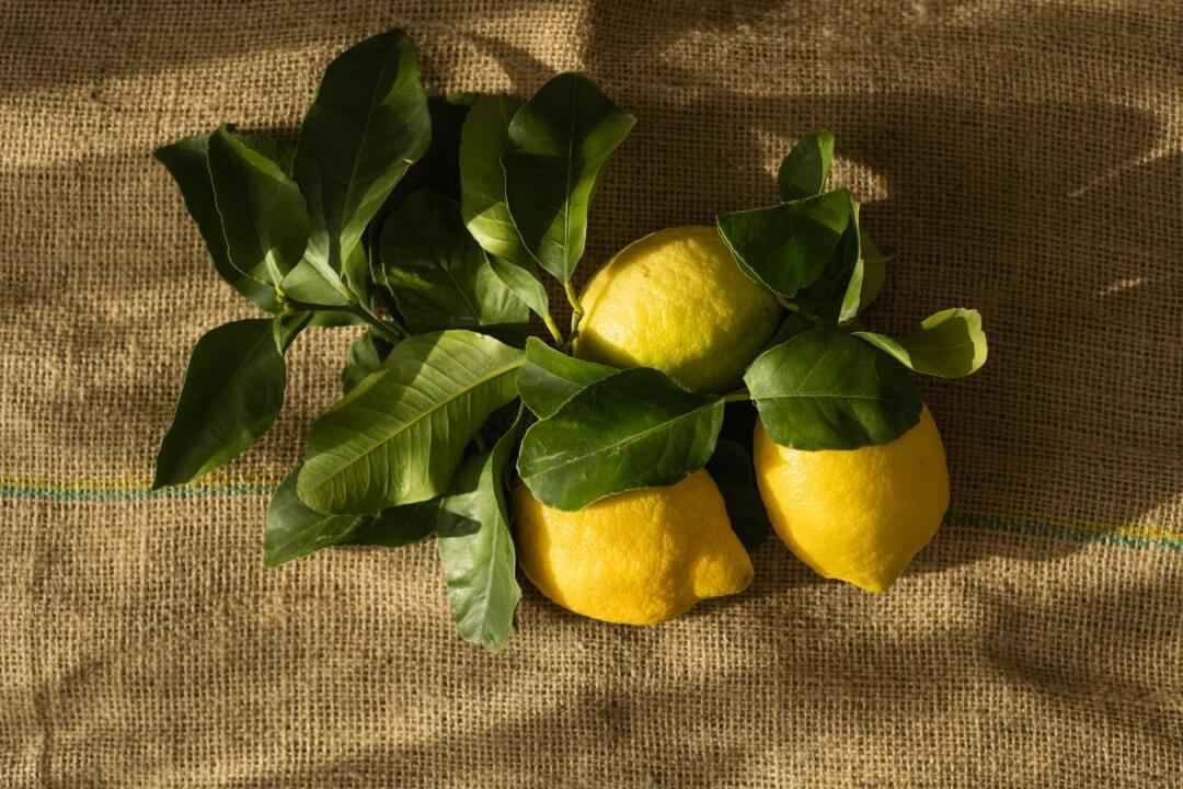 Lemon - NamoMonk