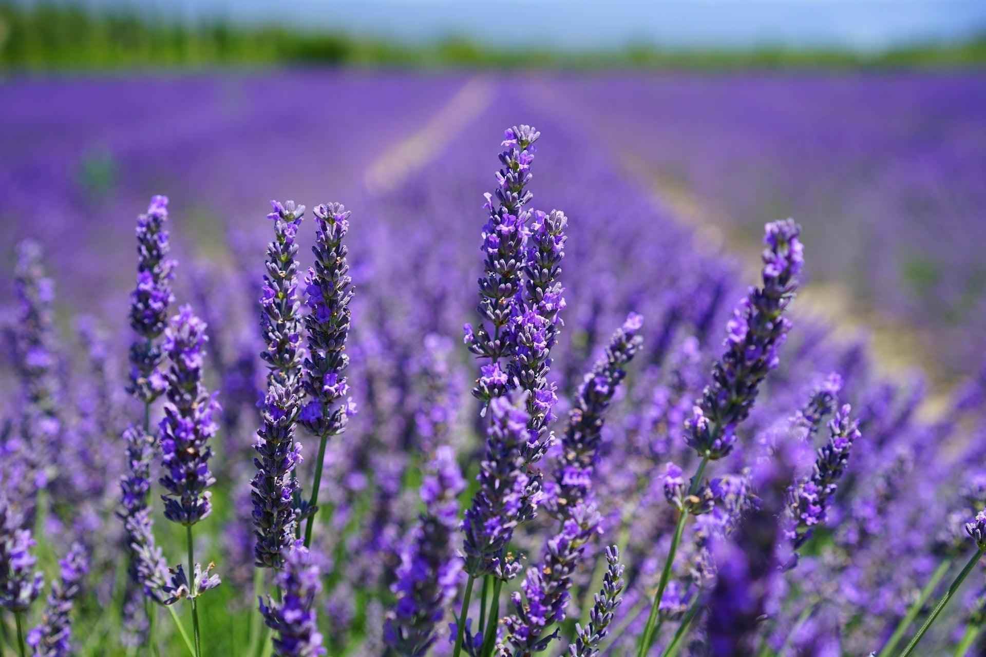 Lavender - NamoMonk