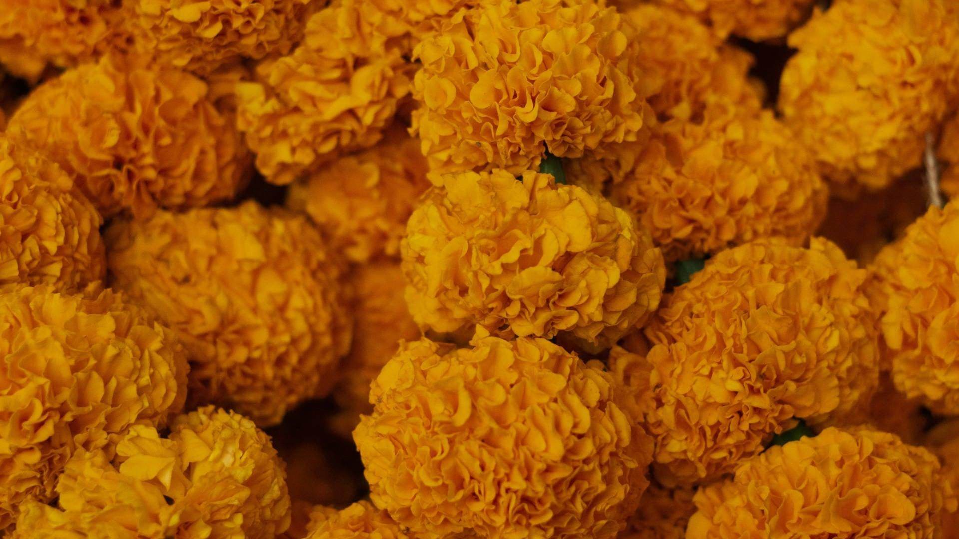 Marigold - NamoMonk