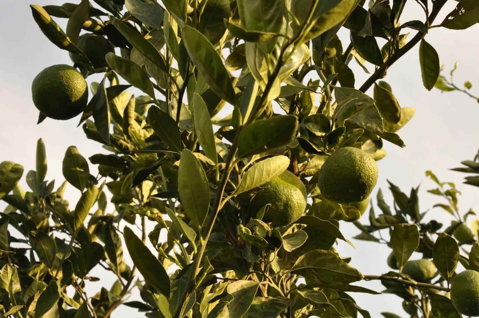 Lime - NamoMonk