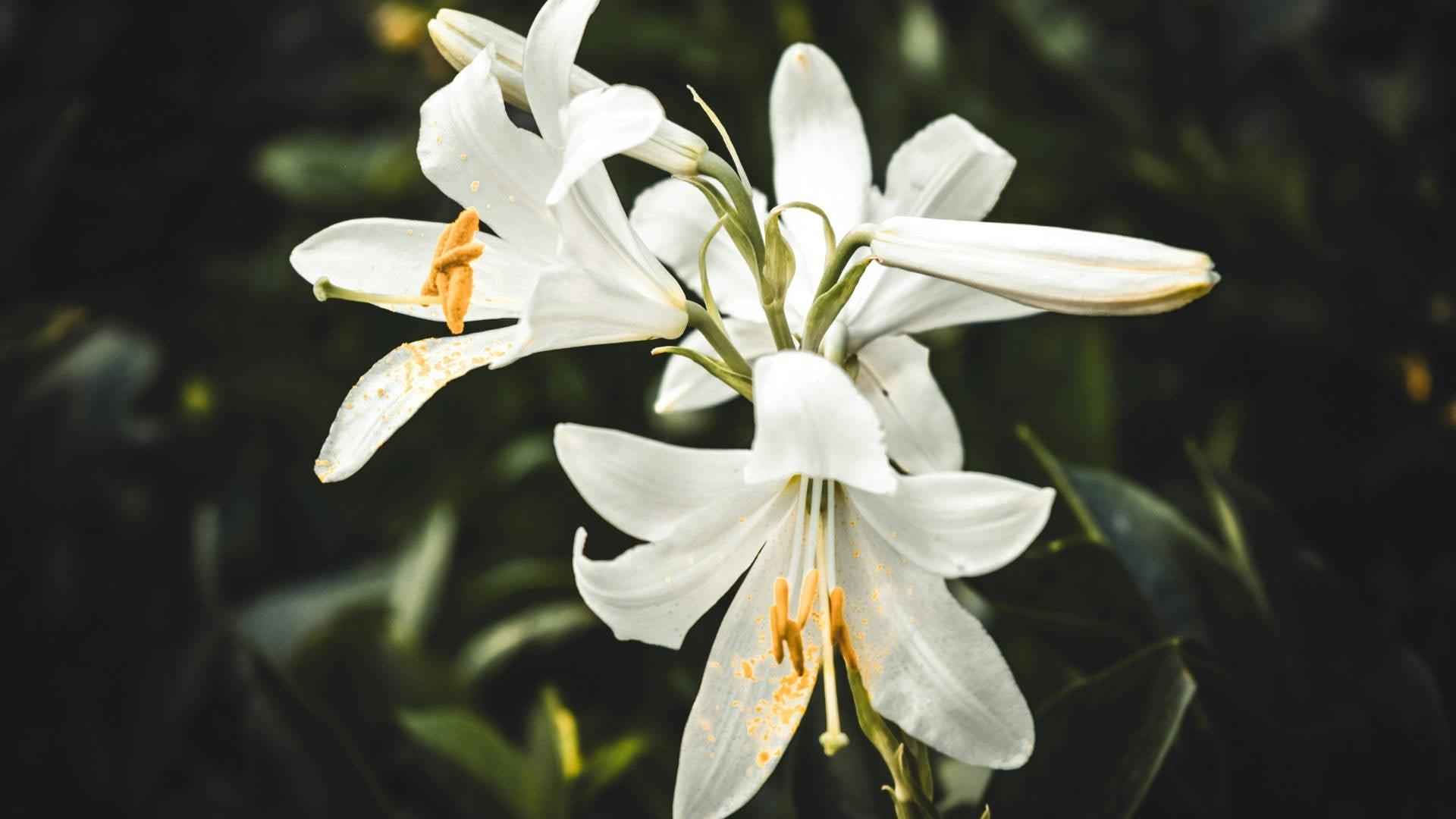 Lily - NamoMonk