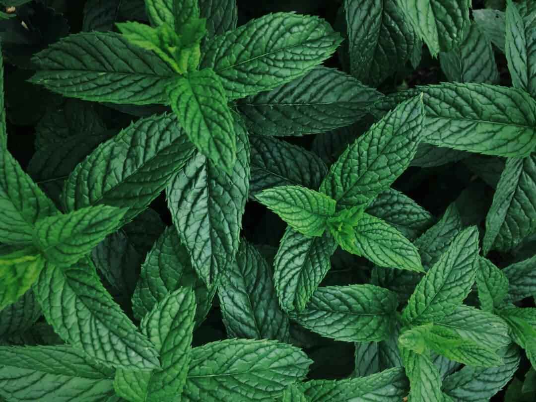 Spearmint - NamoMonk