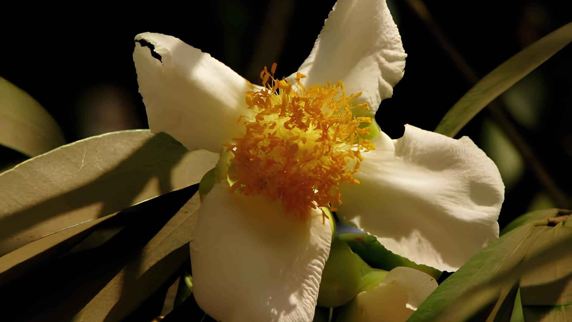 Ceylon Ironwood - NamoMonk