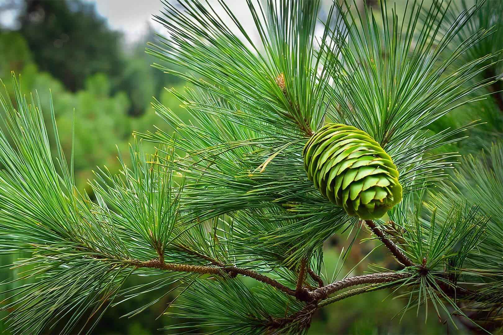 Cedarwood - NamoMonk