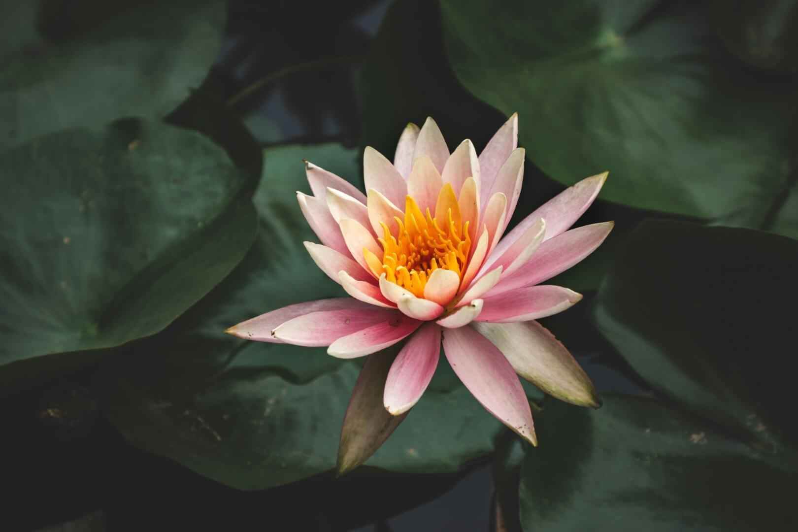 Water Lily - NamoMonk