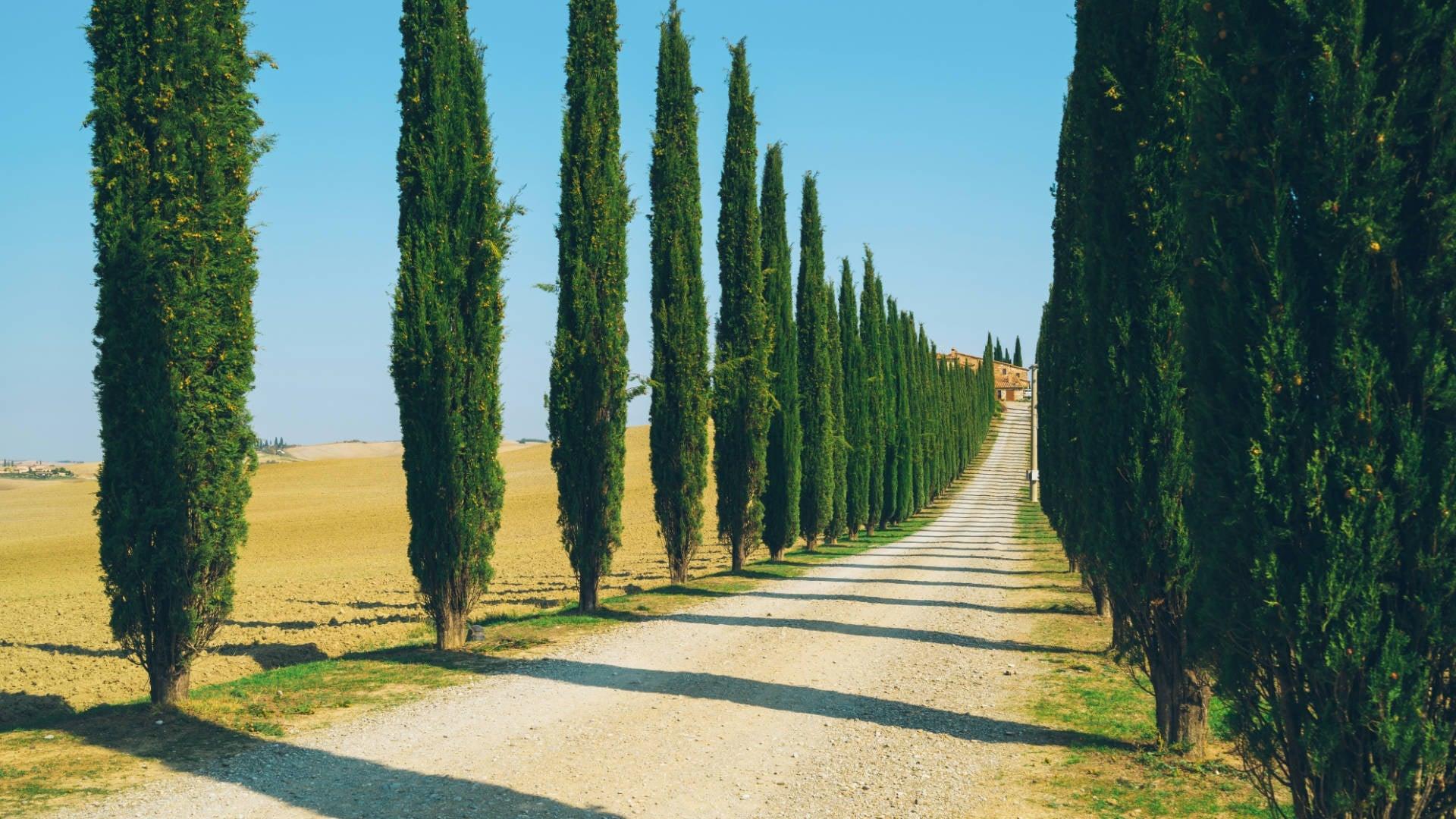 Cypress