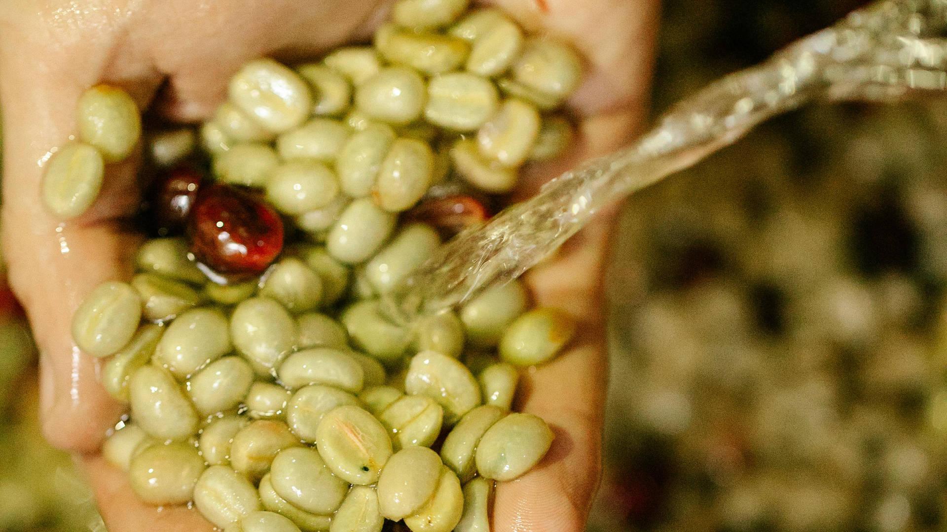 Green Coffee