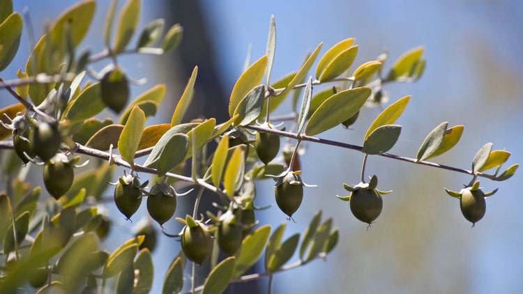 Jojoba