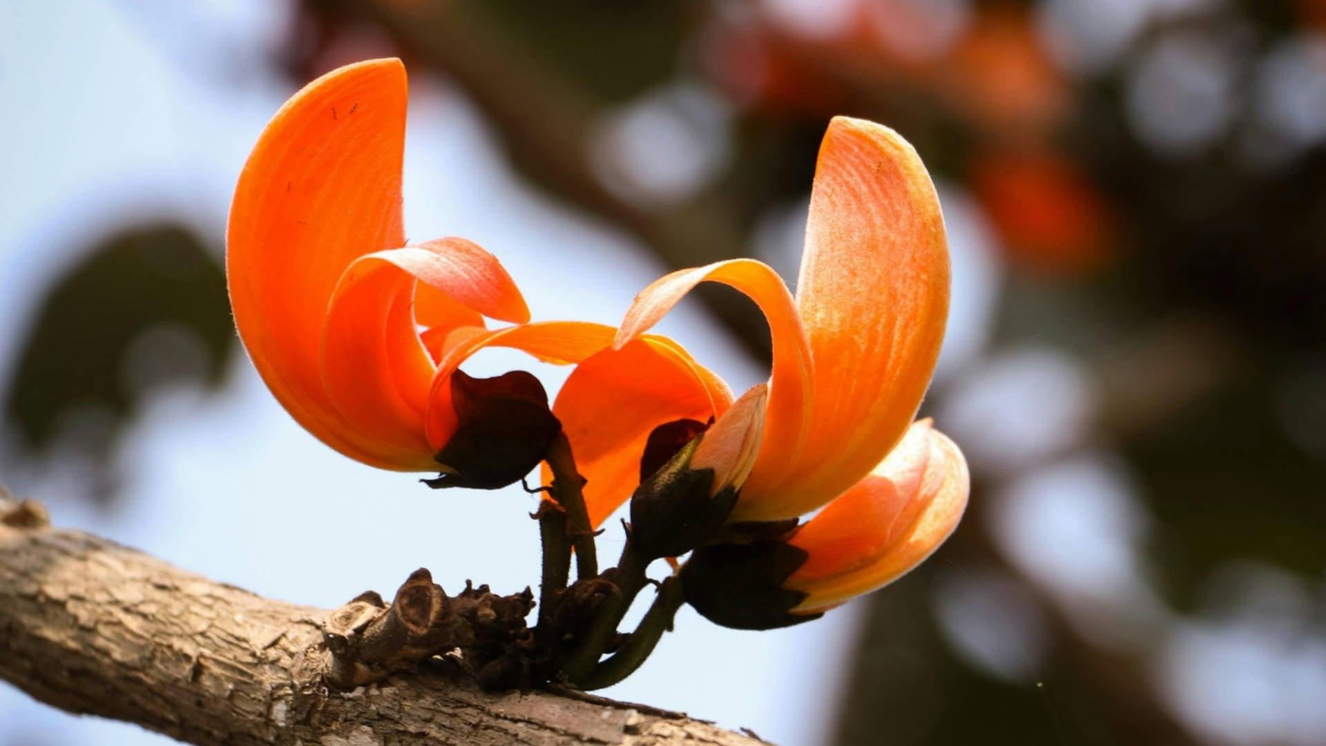 Sacred Tree (Palash)